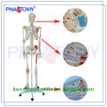 Suministre el modelo de esqueleto PNT-0107 de alta calidad para la enseñanza de la anatomía médica